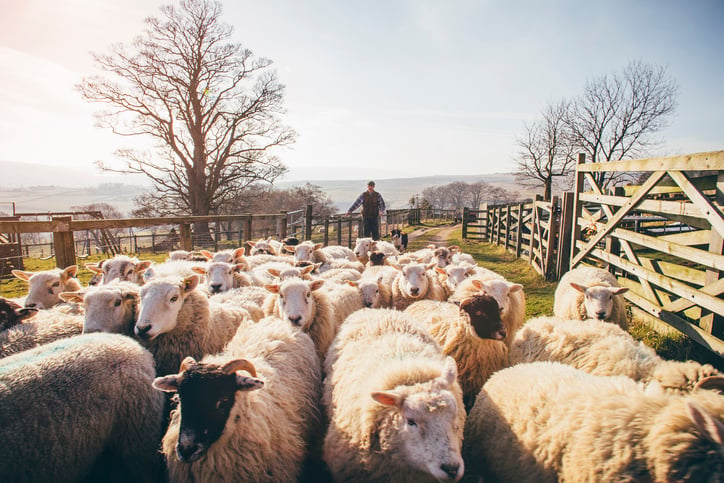 Sheep Herder