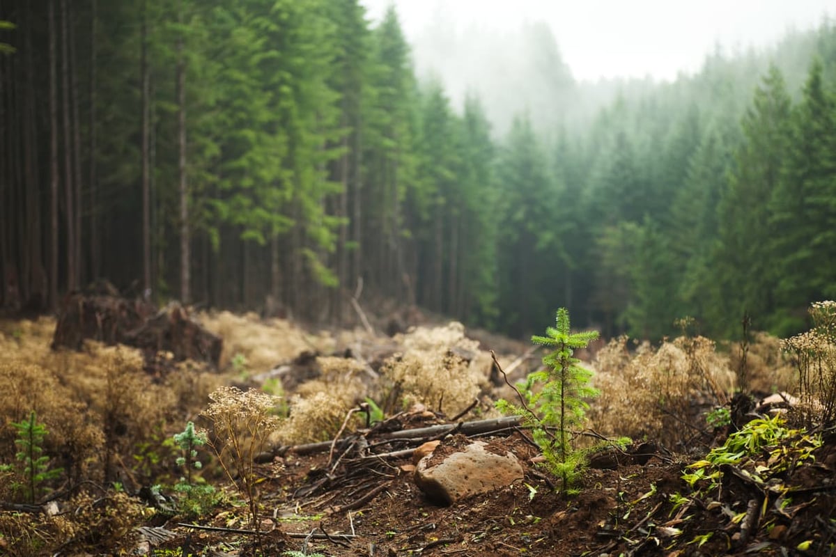 Forest Regrowth Small